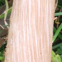 Stem of the Grooved Cavalier mushroom
