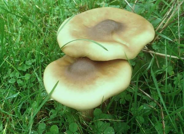 Melanoleuca grammopodia in grassland