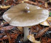 Umbonate cap of Melanoleuca polioleuca