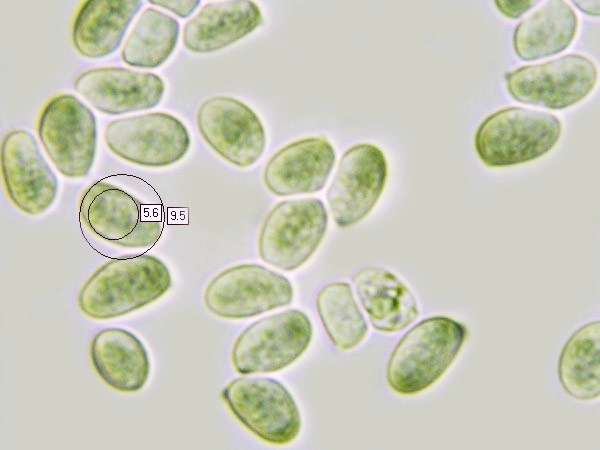 Spores of Pseudoclitocybe cyathiformis