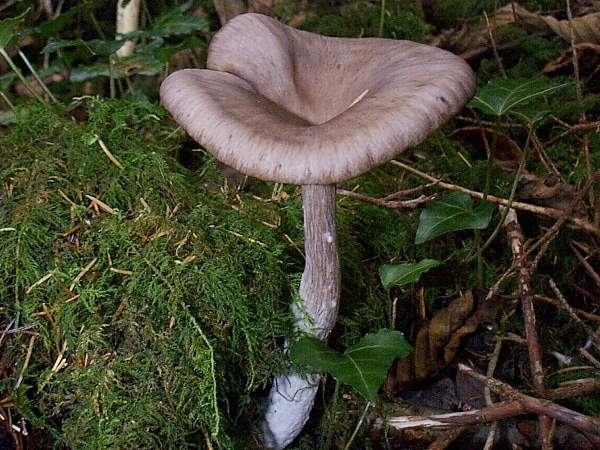 Pseudoclitocybe cyathiformis - Goblet