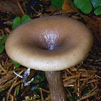 Cap of Pseudoclitocybe cyathiformis