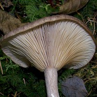 Gills of Pseudoclitocybe cyathiformis