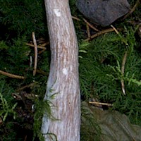Stem of Pseudoclitocybe cyathiformis