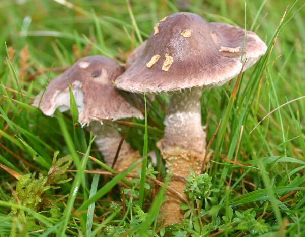 Squamanita paradoxa