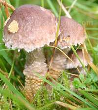 cap of Squamanita paradoxa