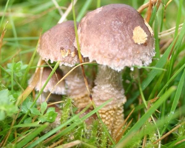 Squamanita paradoxa, triplet group