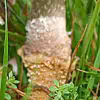 Stem of Squamanita paradoxa