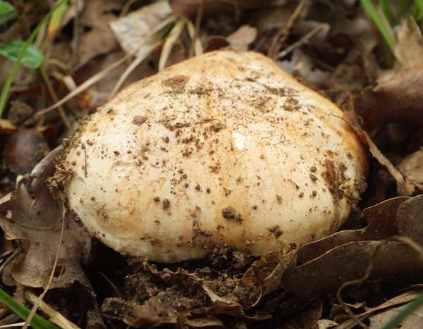 Tricholoma acerbum, France 