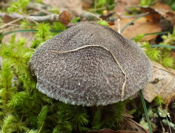 Tricholoma atrosquamosum var. squarrulosum, Dark Scaled Knight