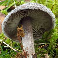Gills and stem of Tricholoma atrosquamosum var. squarrulosum, Dark Scaled Knight