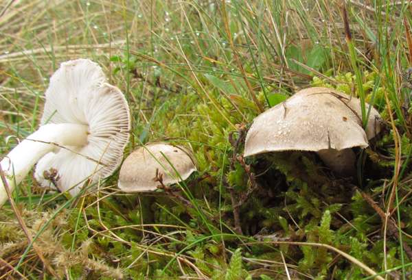 Tricholoma cingulatum in a dune slack at Morfa Dyffryn, North Wales