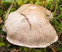 Cap of Tricholoma cingulatum