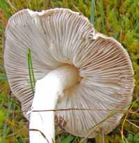 Gills and stem of Tricholoma cingulatum
