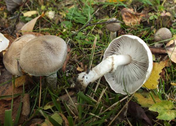 Tricholoma cingulatum, southern England