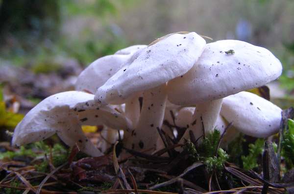 Tricholoma columbetta - Blue Spot Knight