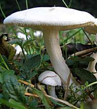 Cap gills and stem of Tricholoma columbetta - Blue Spot Knight 