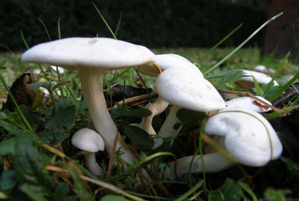 Tricholoma columbetta, Wiltshire UK