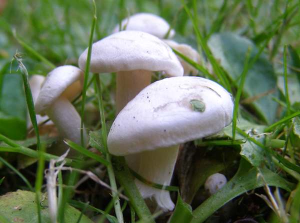tricholoma columbetta, England