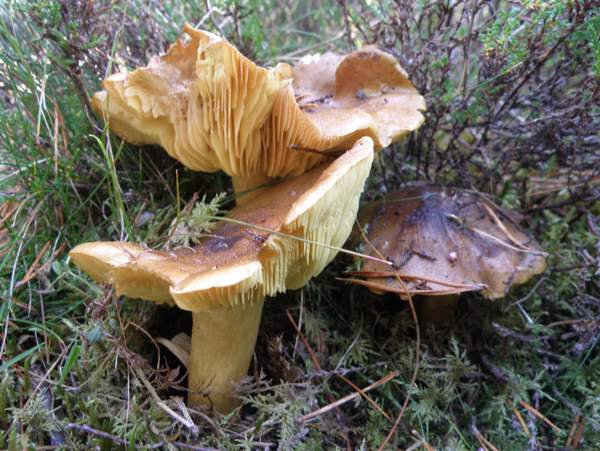 Mature specimens of Tricholoma equestre, Caledonian Forest, Scotland