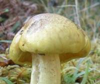 Young cap of Tricholoma equestre
