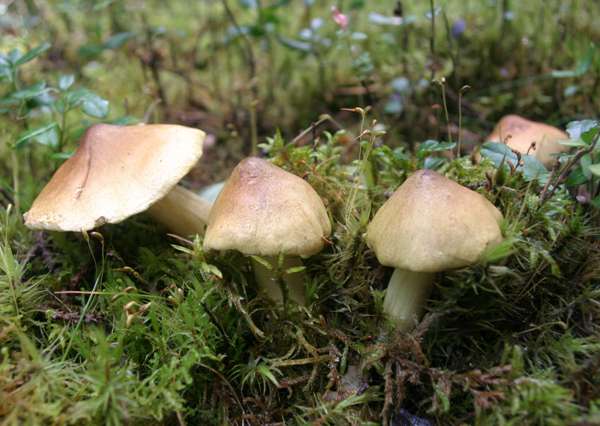 Tricholoma equestre -  Yellow Knight, central Sweden