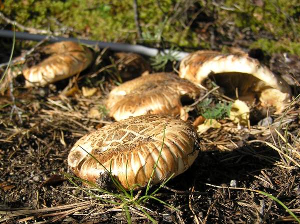 Tricholoma focale - Booted Knight