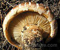 Gills and stem of Tricholoma focale - Booted Knight 