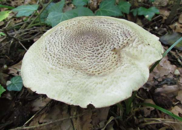 Tricholoma pardinum