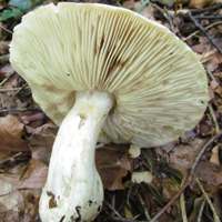 Gills and stem of Tricholoma pardinum