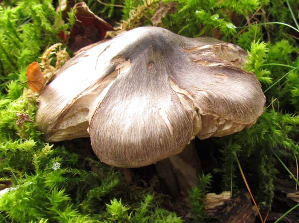 Tricholoma portentosum