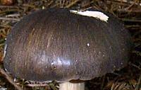 Cap of Tricholoma portentosum