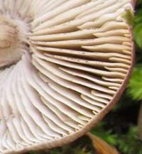 Gills of Tricholoma portentosum