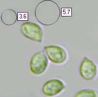 Spores of Tricholoma saponaceum