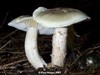 Tricholoma saponaceum, Soapy Knight