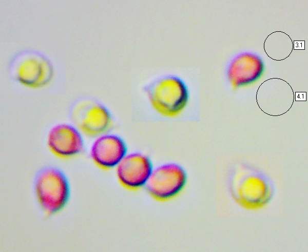 Spores of Tricholoma scalpturatum