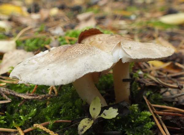 Tricholoma scalpturatum