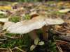 Tricholoma scalpturatum, Yellowing Knight
