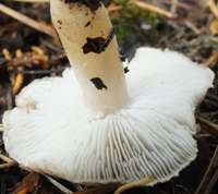 Stem of Tricholoma scalpturatum