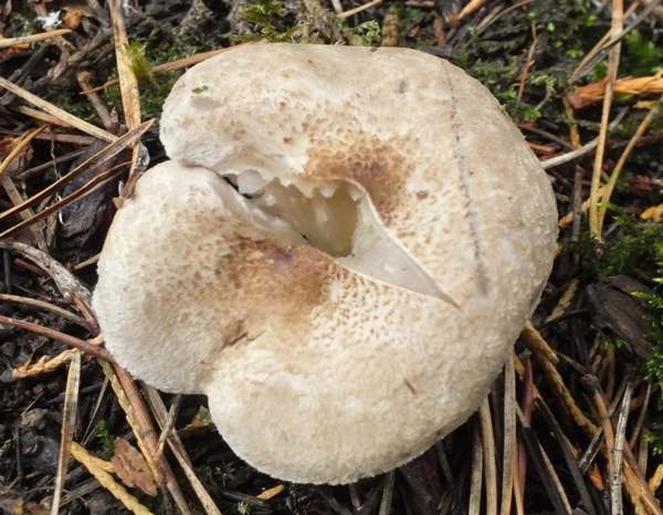 Tricholoma scalpturatum with Betula pendula and pines