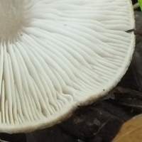 Gills of Tricholoma scalpturatum