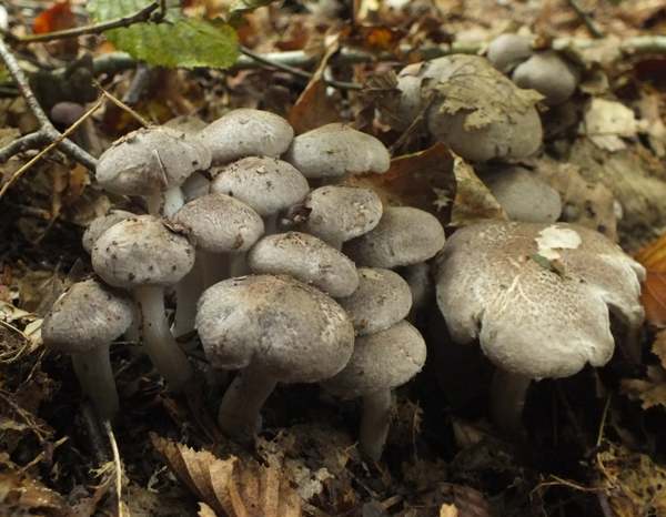 Tricholoma scalpturatum, northern France