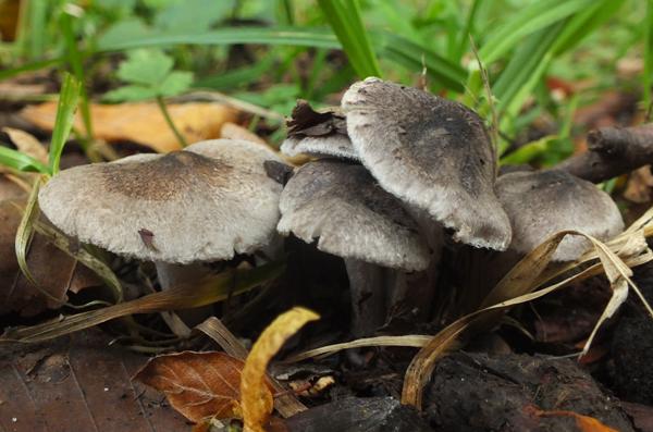 Tricholoma scalpturatum with beech trees, France