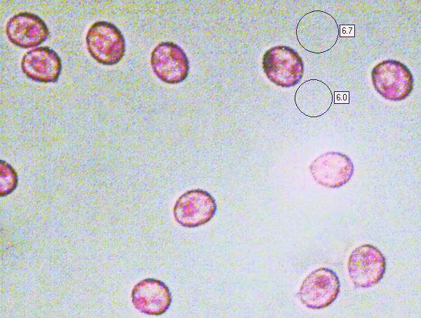 Spores of Tricholoma sciodes