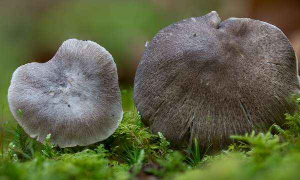 Tricholoma sciodes, Hampshire UK