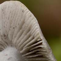 Gills of Tricholoma sciodes