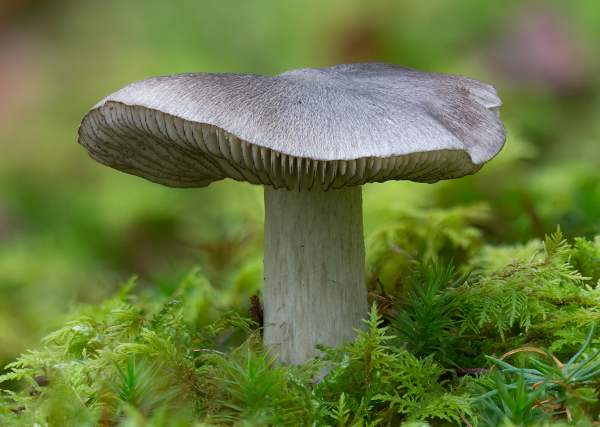 Tricholoma sciodes
