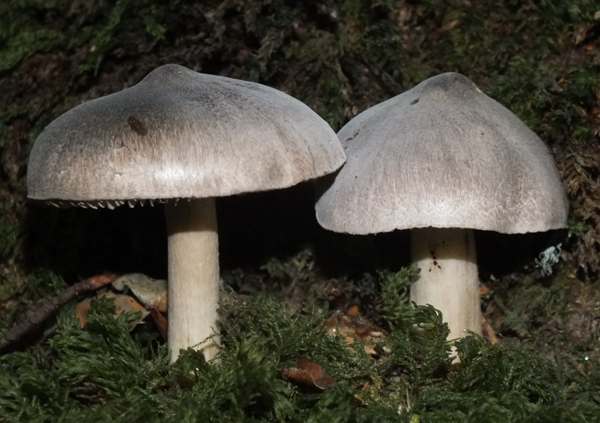 Tricholoma sciodes, Wales