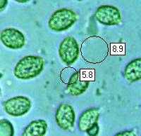 Spores of Tricholoma sulphureum