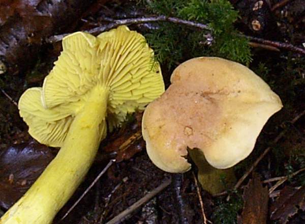 Tricholoma sulphureum, Hampshire, England